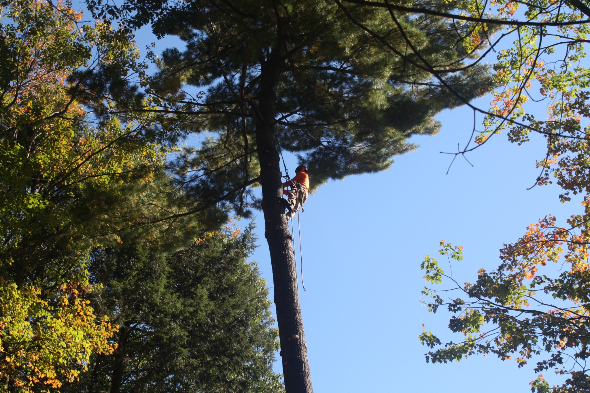 Western Mass Tree Care gallery 2