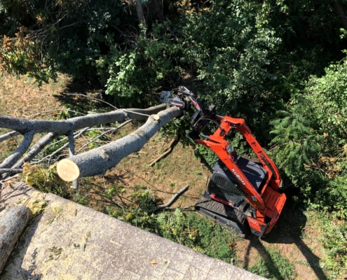 tree emergency services in western MA