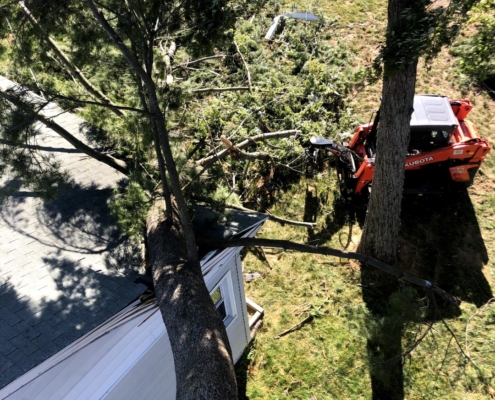 tree emergency services