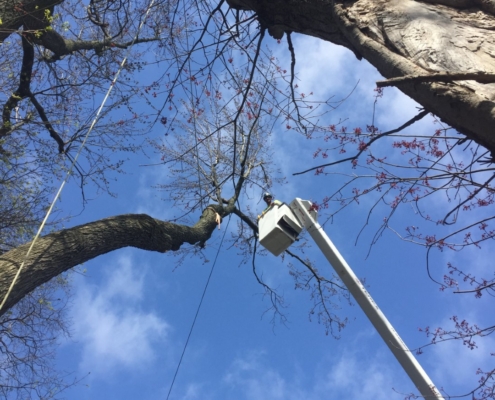 tree pruning and tree trimming