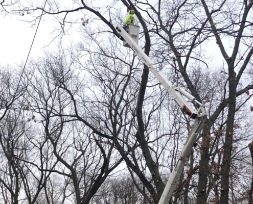 tree trimming with a bucket