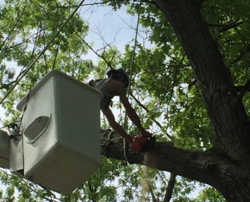 tree pruning and tree trimming