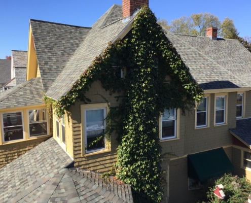 tree pruning and tree trimming western mass tree care