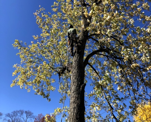tree trimming Massachusetts