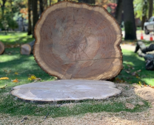 stump grinding and stump removal (1)