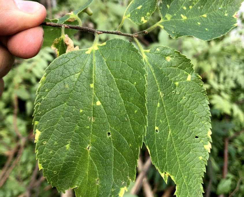 Western Mass Tree Care gallery 8