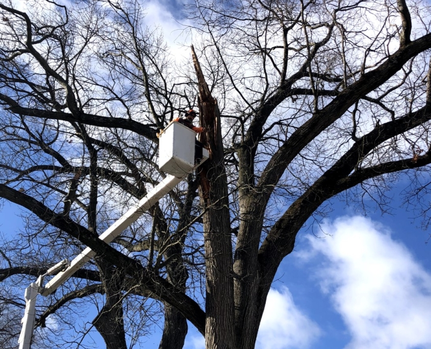 Western Mass Tree Care gallery 9