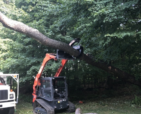 tree removal western mass tree care