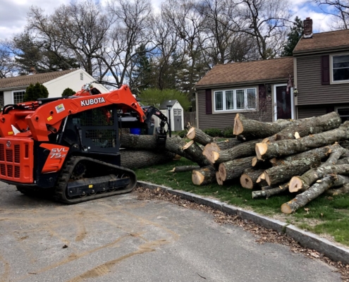 tree removal service western mass tree care