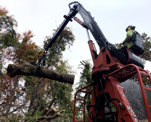 tree removal service in western MA
