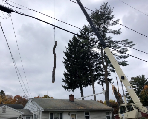 removing dead trunk of a tree western mass tree care