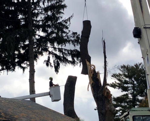 removing trees western mass tree care