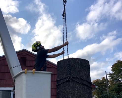 western mass tree care tree removal