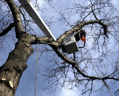 western mass tree care tree removal service