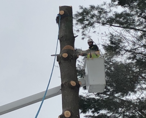 tree removal service professional