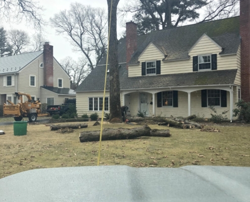 remove trees from property western mass tree care